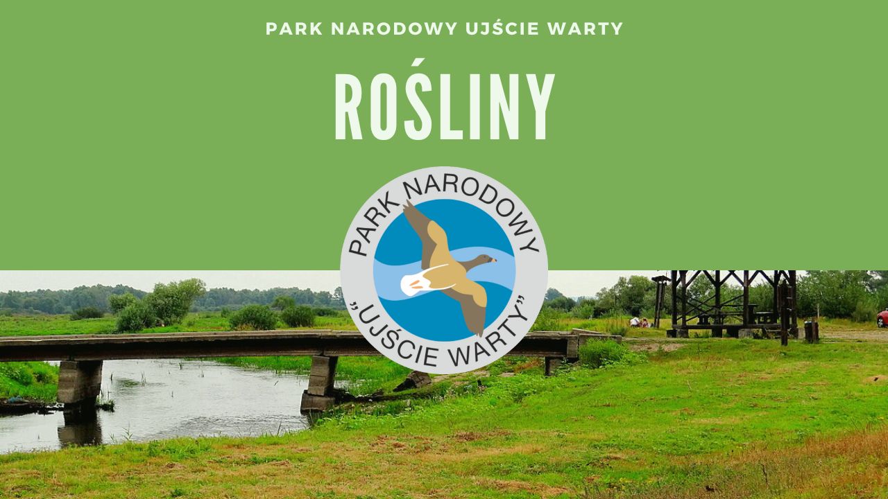 Park Narodowy Uj Cie Warty Ro Liny