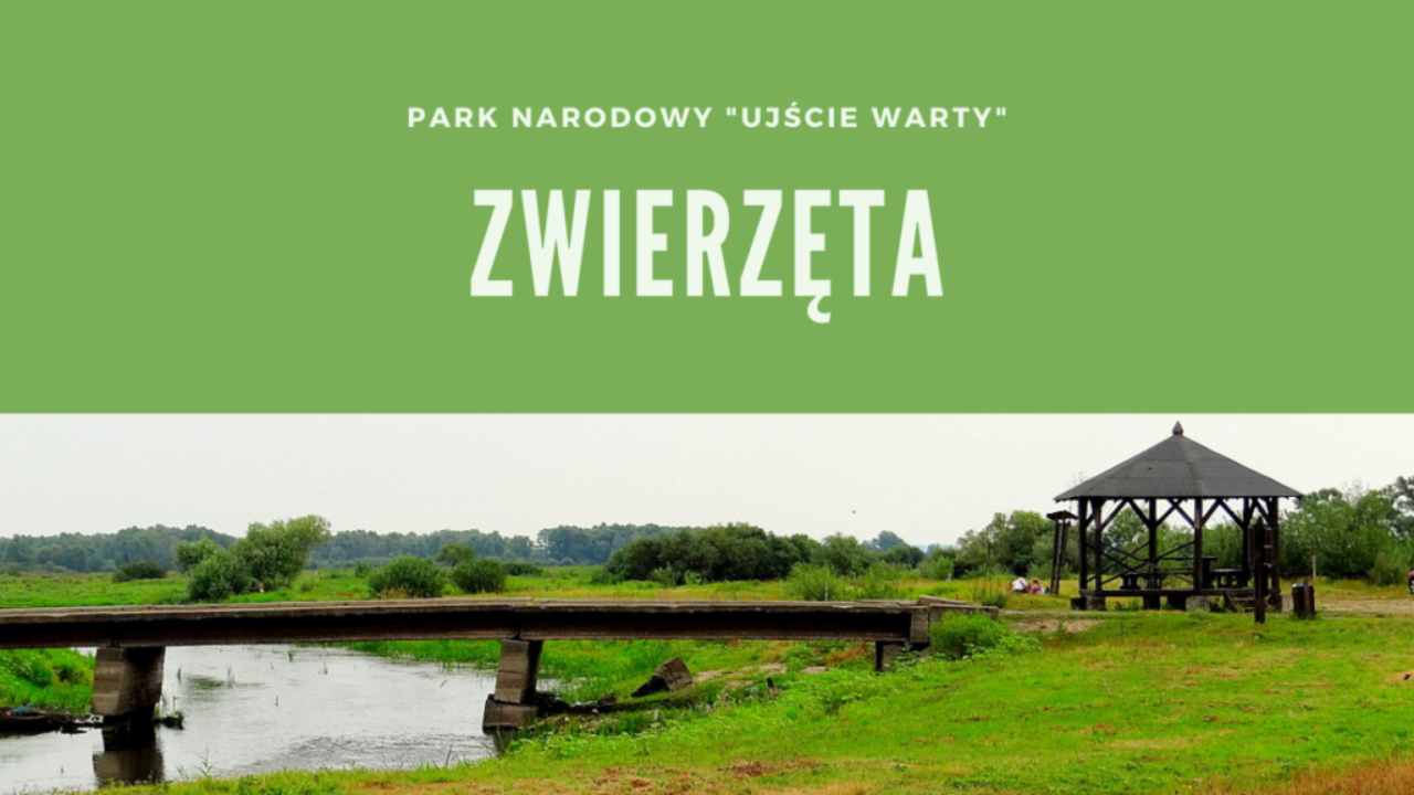 Park Narodowy „Ujście Warty” Zwierzęta